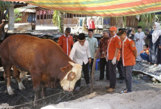 Bupati OKU Sebar 12 Sapi Kurban di Beberapa Desa dan Kecamatan