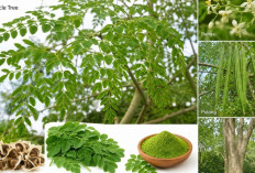 Daun Kelor, Superfood Alami Kaya Nutrisi: Ini Deretan Manfaatnya bagi Kesehatan Tubuh