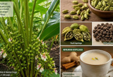 Jaga Kesehatan Jantung hingga Lawan Sel Kanker dengan Kapulaga, Begini Cara Konsumsinya!