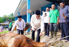 Bupati Muba Tinjau Penyembelihan Kurban di Sungai Angit, Dua Sapi Limosin Diserahkan untuk Warga