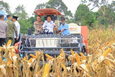 Hadiri Panen Raya Jagung di OKU Selatan, Wagub Cik Ujang Tegaskan Komitmen Sumsel Dukung Ketahanan Pangan 