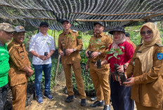 PTBA Dampingi Petani Kopi Sawahlunto Panen dan Ciptakan Nilai Tambah