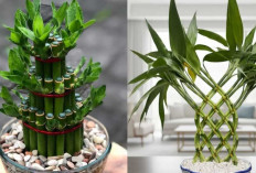 Dracaena Sanderiana, Tanaman Hias Pembawa Keberuntungan yang Mudah Dirawat