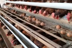 Ide Bisnis Beternak 100 Ekor Ayam Petelur, Simak Modal Awal dan Keuntungannya!
