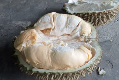 Jangan Dibuang! Biji Durian Ternyata Dapat Mencegah Disfungsi Ereksi, Begini Caranya! 