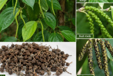 Kemukus, Rempah Nusantara yang Kaya Khasiat