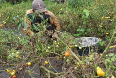 Budidaya Tomat di Indralaya Utara Masih Menguntungkan, Petani Raup Hingga 5 Ton per Musim Panen