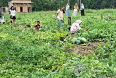 Wisata Petik Semangka Hadir di Prabumulih, Pengunjung Bisa Panen Langsung dari Kebun Mulai Rp6 Ribu per Kilogr