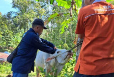 Dinas Pertanian OKU Siapkan 1.000 Dosis Vaksin Cegah Penyebaran PMK