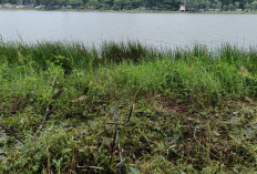 Rahasia Angler: Cara Cepat Menaklukkan Ikan Patin Baru Ditebar