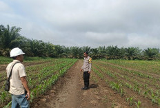 Tanaman Jagung Tumbuh Merata