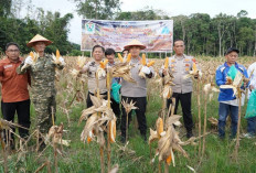 Panen Jagung 8 Ton Jadi Bukti Komitmen Ketahanan Pangan 
