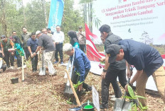 BPGMN Uji Coba Tanaman Bambu dan Jelutung pada Ekosistem Gambut Kabupaten OKI