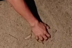 Pembangunan Jalan Lingkar Paya Agung Disoal