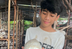 Harga Plastik Melonjak, Pelaku UMKM Jamur Tiram Keluhkan Beban Produksi Naik Hingga 100 Persen