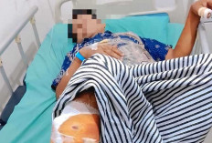 Seorang Warga OKU Diserang Beruang di Kebun Karet