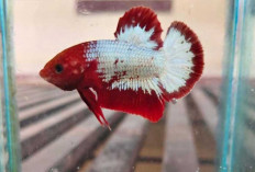 Ikan Cupang Kian Digemari, Ini Alasan dan Tips Perawatannya Agar Tetap Sehat dan Berwarna Cerah