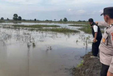 Heboh! Sesosok Mayat Perempuan Mengapung di Area Persawahan Masyarakat Penyandingan OKI