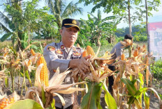 Lahan Tumpang Sari, Panen 300 Kg Jagung