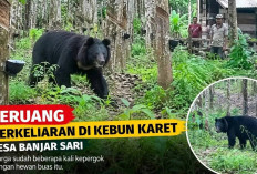 Hewan Buas Teror Petani Desa Banjar Sari, Diduga Tiga Ekor Beruang