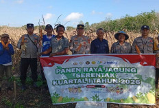 Lahan 2 Hektare di Gelumbang Hasilkan 4 Ton Jagung