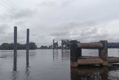 Kapal Muatan Batubara Nihil Melintas Dibawah Jembatan P6 Lalan Muba Per 1 Januari 2026