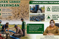 ‎Petani di OKUT Kesulitan Aliri Lahan Petanian, Dinas Pertanian Siap Bantu Sumur Bor dan Pompa