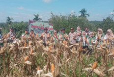 Panen 1,5 Ton Jagung di Lahan 2,25 Hektar