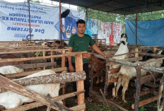 Bisnis Hewan Kurban Mulai Ramai, Peternak di Lubuklinggau Kebanjiran Permintaan Jelang Idul Adha