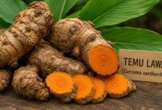 Temulawak, Rempah Asli Indonesia yang Kaya Khasiat, Dari Detoksifikasi Hingga Turunkan Resiko Kanker