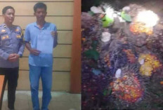Jarah Lima Ton Sawit Siang Malam secara Terang-terangan, Sekelompok Orang Dilaporkan ke Polres OKU