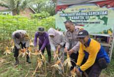 Dukung Ketahanan Pangan, Polsek Lawang Kidul dan Warga Panen Jagung 