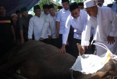 Idul Adha 2026, Pemkot Prabumulih Salurkan 34 Sapi Kurban ke Masjid di 6 Kecamatan