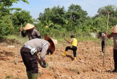 Polisi-Petani Kolaborasi Tanam Jagung