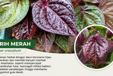 Sirih Merah, Herbal Kaya Manfaat untuk Kesehatan