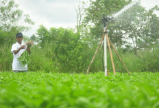 Panen Berlimpah, Petani di Desa Pulau Semambu Bisa Bayar Hutang Berkat Teknologi Inovatif SWIS Pertamina