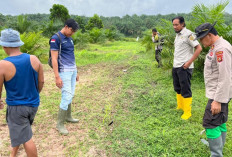 Dukung Ketahanan Pangan, Tinjau Lahan Jagung yang Bermasalah