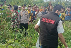 Mayat Mrs X Ditemukan di Kebun Nanas 