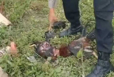 Diduga Harimau Bantai Belasan Ayam Warga Kemiling