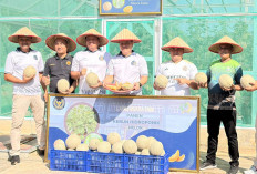 Wujudkan Ketahanan Pangan, Panen 214 Kg Melon Belanda