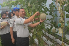 Panen Melon, Lapas Muara Enim Perkuat Ketahanan Pangan