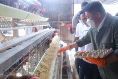 Herman Deru Kunjungi San San Farm Banyuasin, Optimis  Program Sultan Muda Sumsel. 