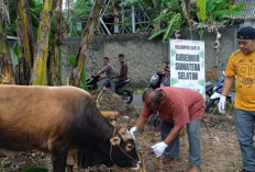 Dapat Bantuan Sapi dari Herman Deru, Masjid Al Barokah Sembelih 15 Hewan Kurban