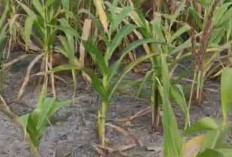 Musim Kemarau, Pertumbuhan Jagung Kurang Optimal