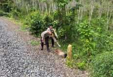 Diduga Tertabrak Kereta, ODGJ  Ditemukan Tewas