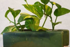 Menanam Tanaman Hias Secara Hidroponik, Solusi Praktis Mempercantik Rumah Tanpa Repot