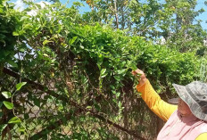Ketahanan Pangan dari Pekarangan: Daun Cincau Hijau Jadi Peluang Usaha Rumahan yang Menjanjikan
