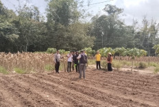 Dukung Ketahanan Pangan, Tanam Jagung Selaluas 1,5 Hektar