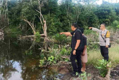 Diserang Buaya Saat Cari Rumput, Warga Musi Rawas Nyaris Meregang Nyawa