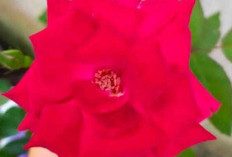 Bunga Mawar, Simbol Cinta dan Energi Positif yang Dipercaya Membawa Keberuntungan